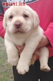 Štenci labrador retrivera