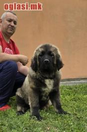 Kavkaski ovčar štenci