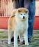 Akita Inu