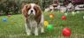 Cavalir king Charles spaniel štene vrhunskog kvaliteta