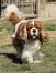 Cavalir king Charles spaniel štene vrhunskog kvaliteta