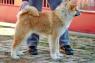 Akita Inu
