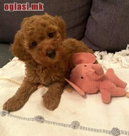 CRVENA TOY PUDLA - štenci na prodaju!