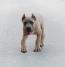 Cane Corso vrhunski štenci