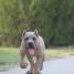 Cane Corso vrhunski štenci