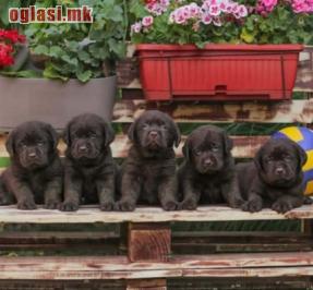 Labrador retriver štenci braon boje
