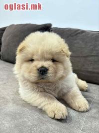 Čistokrvni CHOW-CHOW štenci