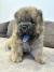 Čistokrvni CHOW-CHOW štenci