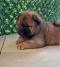Čistokrvni CHOW-CHOW štenci