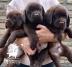 Čokoladni Labrador Retriver štenci