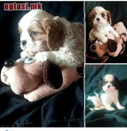 Cavalier King Charles štenci