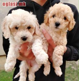 Maltipoo štenci