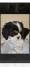 Cavalier King Charles štenci