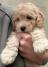 Maltipoo štenci