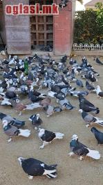 Се продаваат голуби