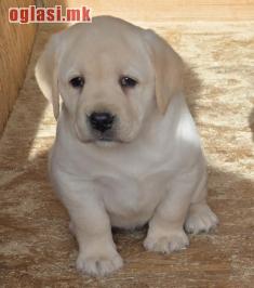 LABRADOR RETRIVER, ŠTENCI ŠAMPION. POREKLA