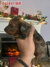 Mini dugodlaki jazavčari, štenci