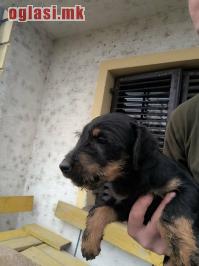 NLT - Nemački Lovni terijer