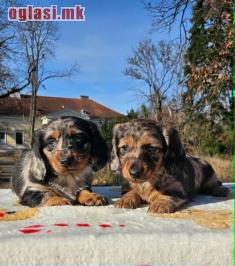 Dugodlaki jazavičar