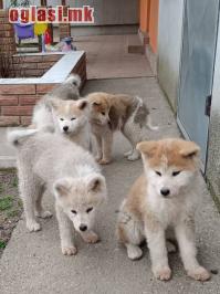 Japanska Akita štenci