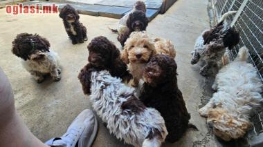 Lagotto Romagnolo, dostupni štenci