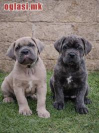Cane Corso štenci