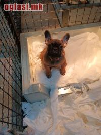 Francuski buldog, štenci