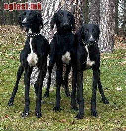 Saluki Puppies – A Unique Opportunity