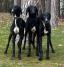 Saluki Puppies – A Unique Opportunity